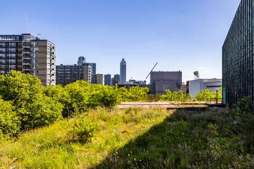 Photo of the green rooftop of de Doelen monumental building in the summer