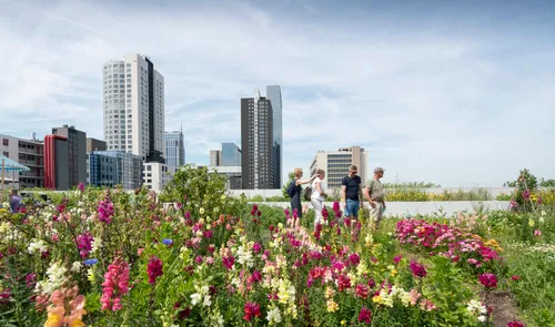Photo of the 'Dakakker', a rooftop farm in Rotterdam's city centre.