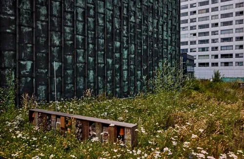 Photo of the green roof at de Doelen ICC, Rotterdam