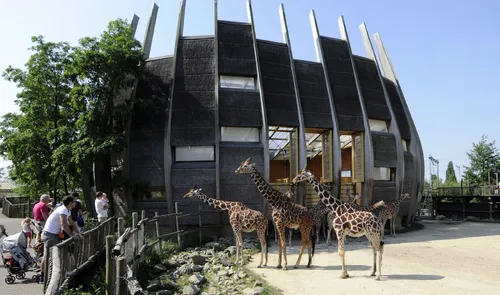 Een foto van de giraffes bij hun verblijf in Diergaarde Blijdorp