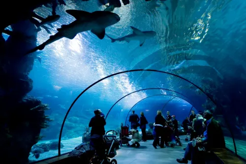 Visitors—including families with young children and strollers—stand and sit inside the curved underwater tunnel at Blijdorp Zoo’s aquarium, gazing up as sharks and other fish swim overhead in blue-lit water.