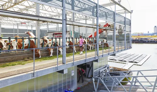 Een foto van Floating Farm met koeien in Merwe-Vierhavens (M4H)