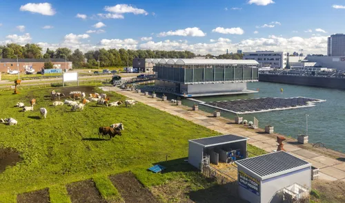 Een foto van de Floating Farm en de koeien op het grasveld voor de drijvende boerderij