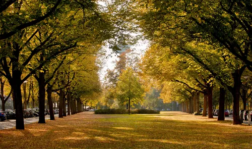Een foto van de Parklaan bij het park bij de Euromast in de herfst