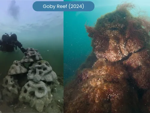 Coastructions reefs support biodiversity under water.
