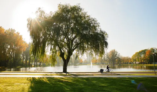 Een foto van een fietser in het Zuiderpark in de herfst