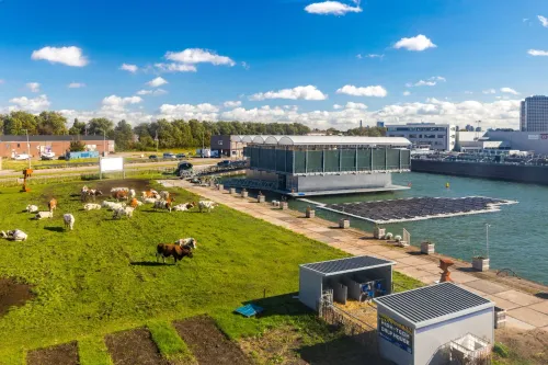 Floating Farm in Rotterdam’s M4H district with cows grazing nearby and a modern floating barn on the water.