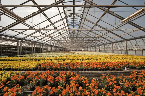 Photo of flowering plants in a greenhouse