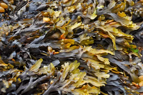 Photo of seaweed