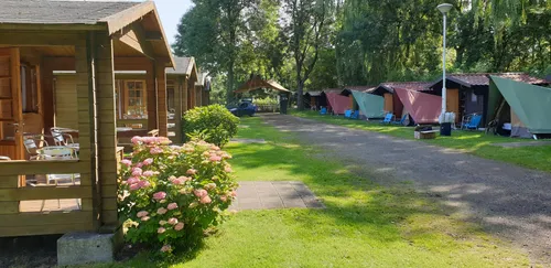 Stadscamping Rotterdam met houten cabins en tenten langs een groen pad, omgeven door bomen en gras op een zonnige dag